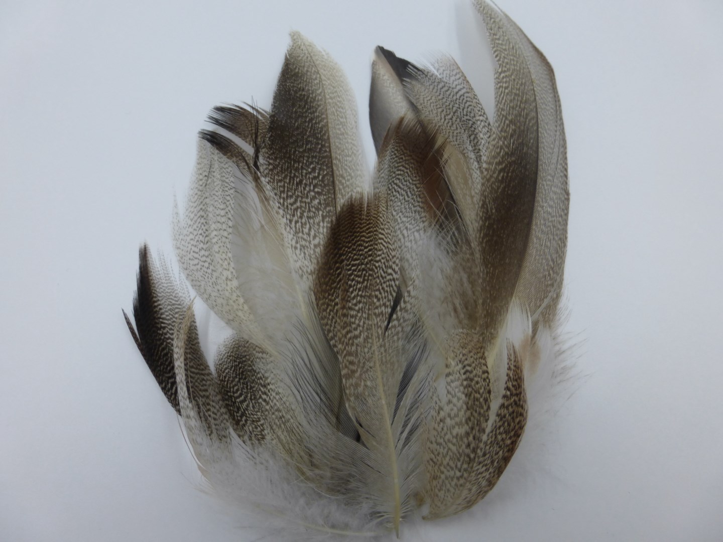 Mallard Flank Feathers - Natural Mix