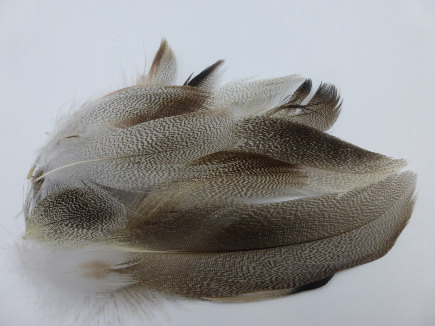 Mallard Flank Feathers - Natural Mix