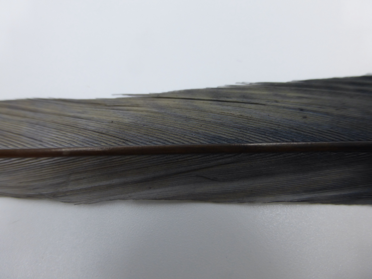 Pheasant Tail Blue Dun 70-75 cm