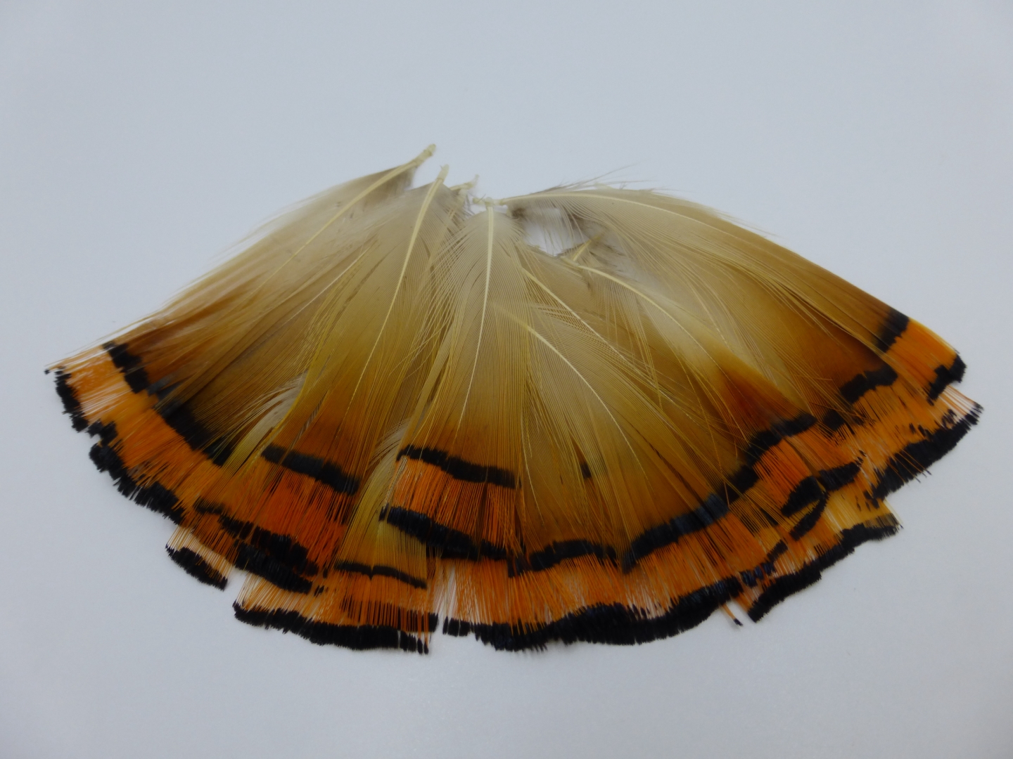 Golden Pheasant Tippet Vedern  Orange Natural