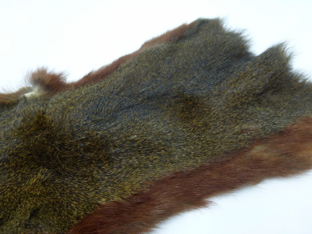 Squirrel /Eekhoorn Complete Skin