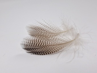 Mallard Flank Feathers Natural