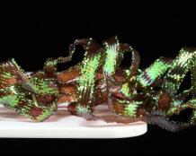 Sybai Pearl Braidback, 4,5 mm Brown