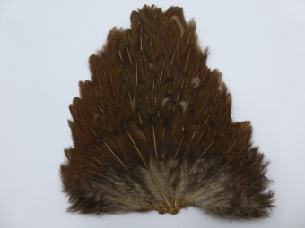 Hen Cape Brown 1