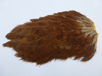Hen Cape Brown 6