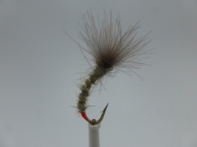 Size 16 Owl Hare,s Ear CDC