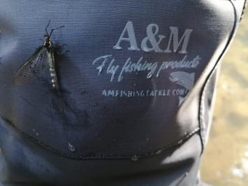 A&M Wathose Size S