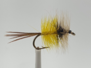 Size 8 Badger & Yellow