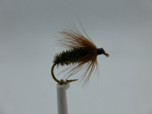 Size 12 Brown Peacock Spider
