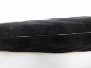 Pheasant Tail Black 50-55 cm