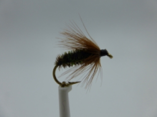 Size 16 Brown Peacock Spider