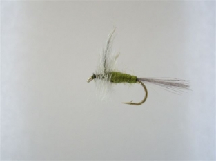 Size 16 BWO