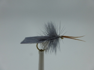 Size 16 Grey Sedge Horned