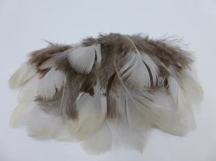 Lady Amherst Pheasant Feathers White Natural