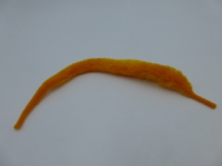 Magnum Dragon Tail Sunburst