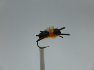 Size 12 Bank Beetle Terrestrial Orange