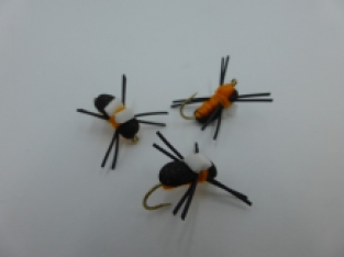 Size 14 Bank Beetle Terrestrial Orange