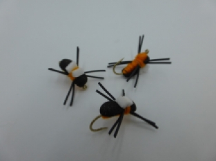 Size 8 Bank Beetle Terrestrial Orange