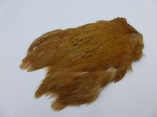 Hen Cape Ginger