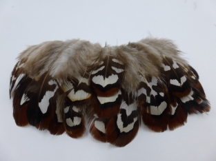 Pheasant Feathers Reeves Brown White Natural